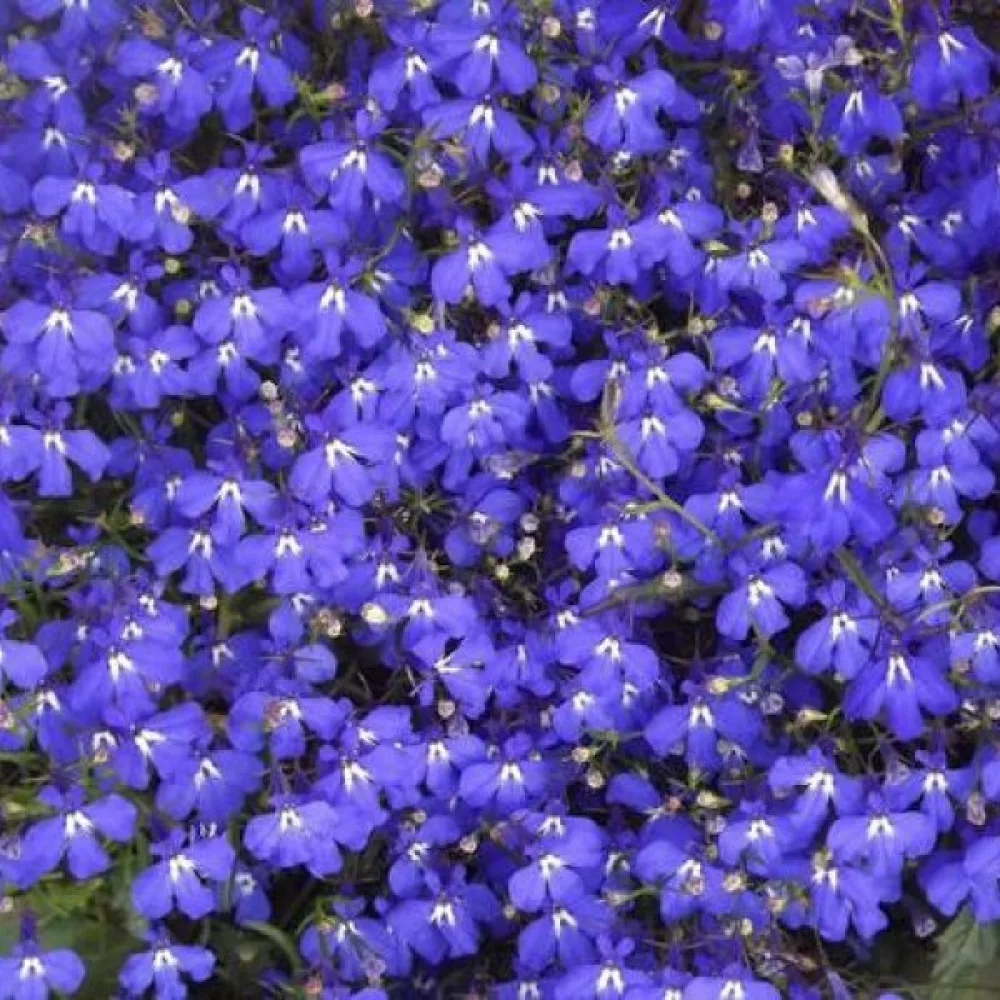 Kantlobelia 'Mrs. Clibran' – mörkblå