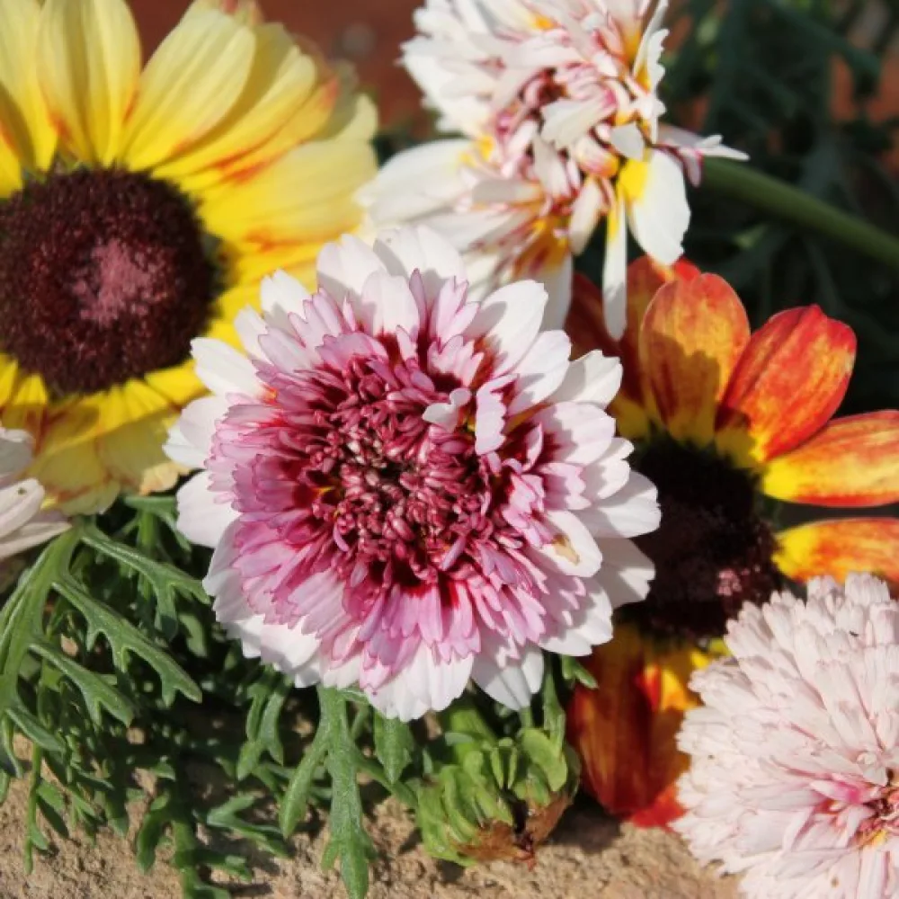 Krysantemum 'Dunnetti' mix