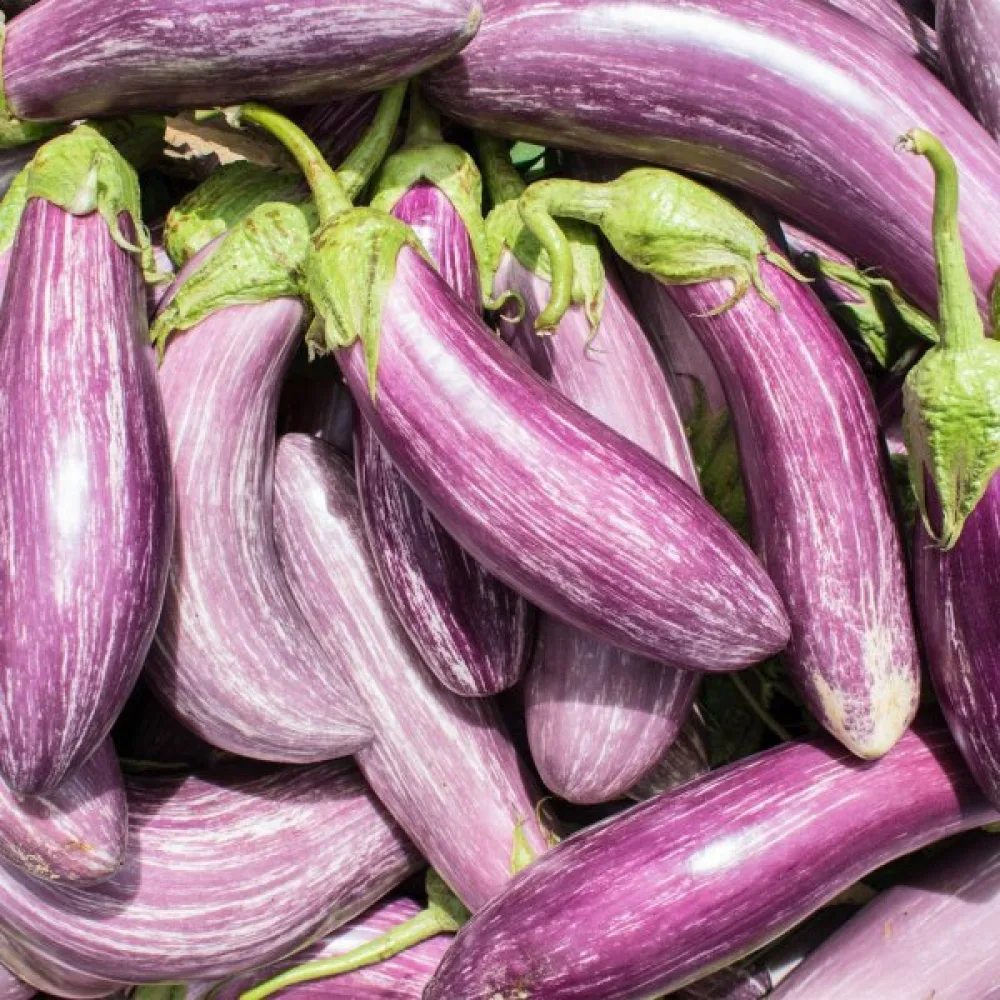 Aubergine 'Tsakoniki'