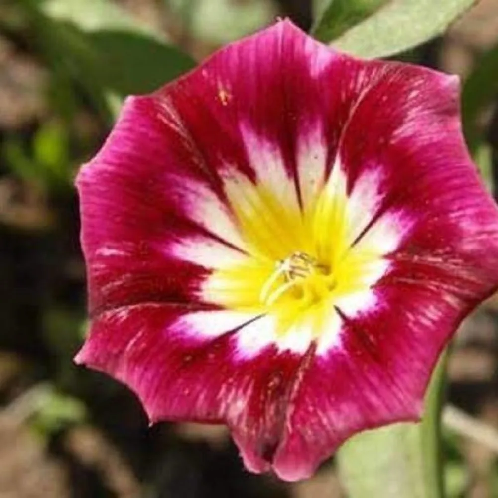 Praktvinda 'Red Ensign'