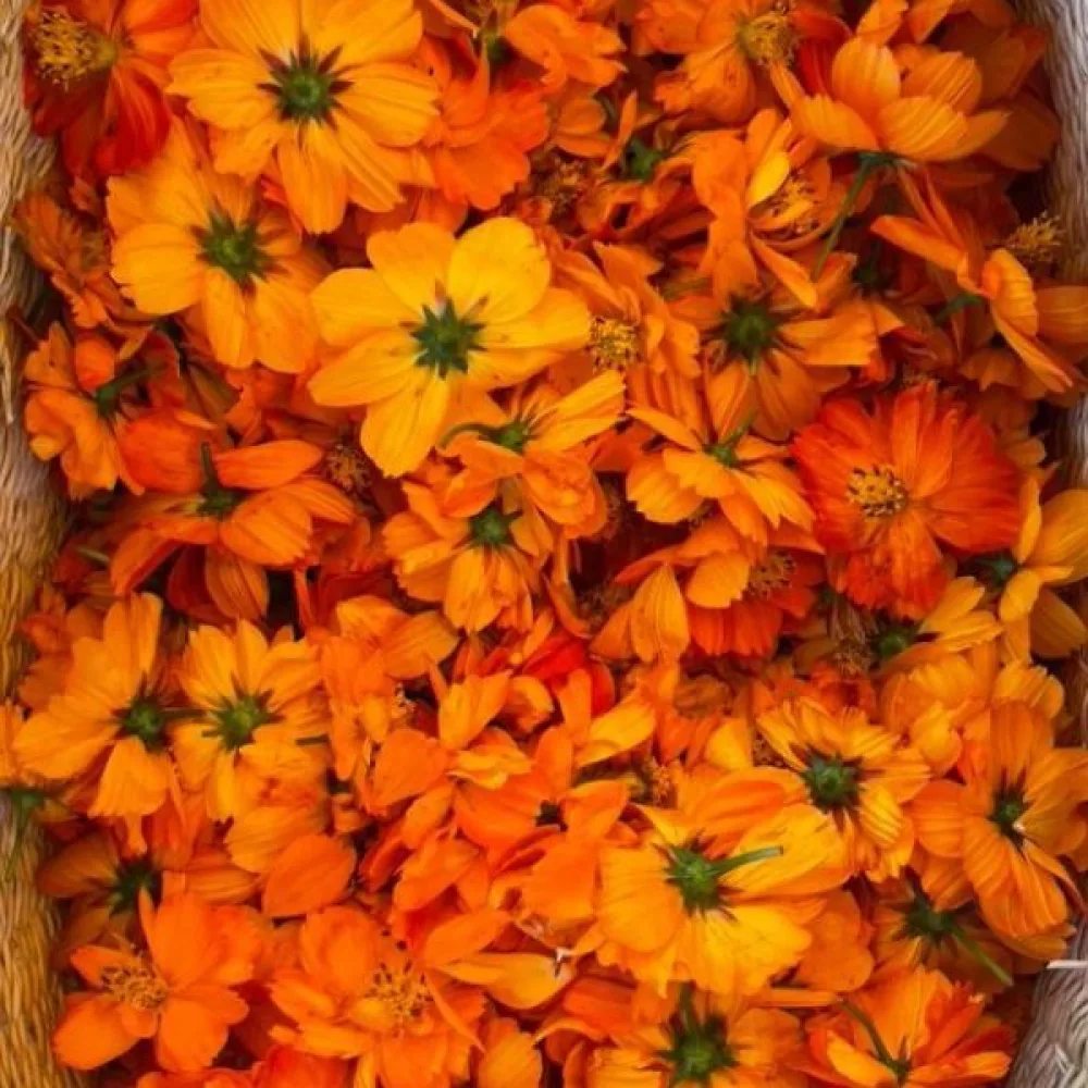 Gul rosenskära 'Sunset' orange