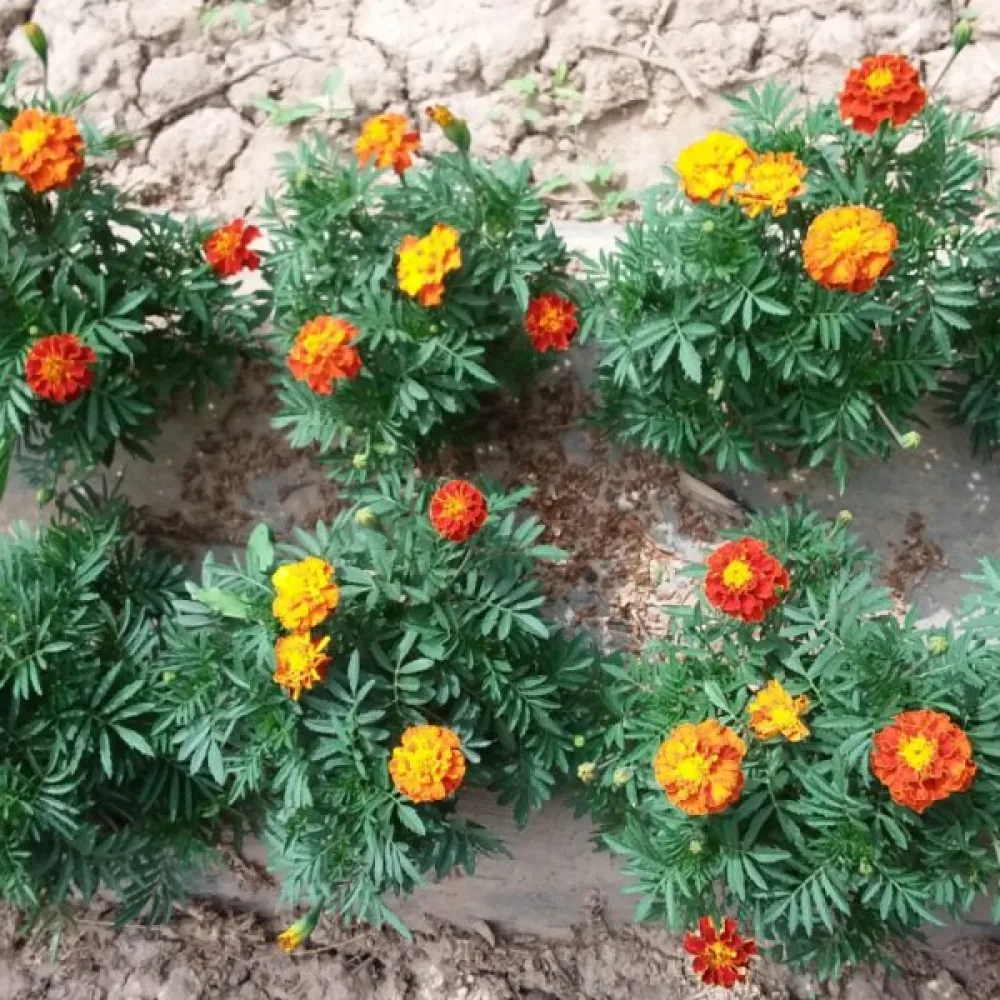 Fransk tagetes 'Boy Orange'