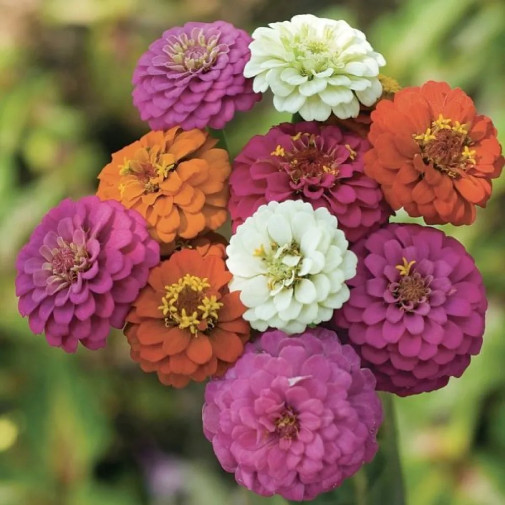 Zinnia 'Diablo' (blandning)