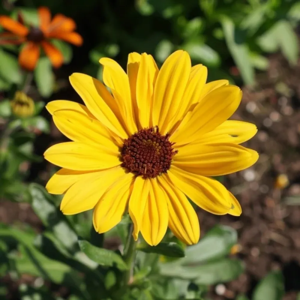 Krysantemum 'El Dorado', gul