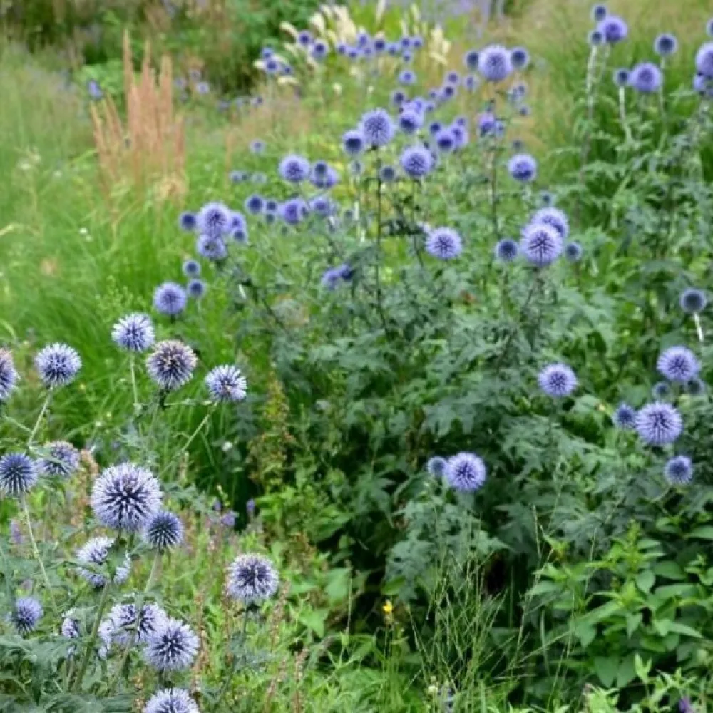 Bolltistel Echinops bannaticus, blå