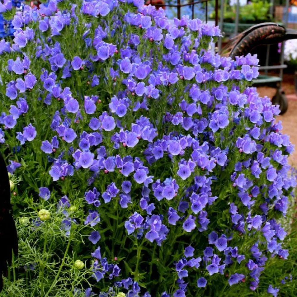 Blåeld Echium plantagineum, blå