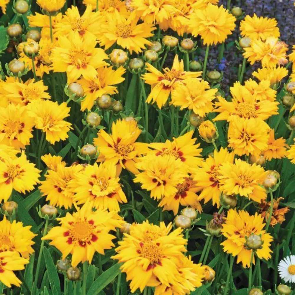 Skönöga 'Golden Crown'