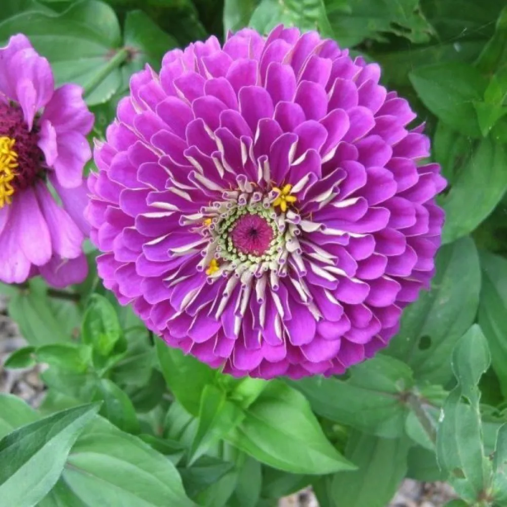 Zinnia 'Super Yoga Purple'