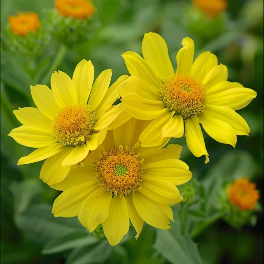 Kokardblomster 'Aurea Pura', gul