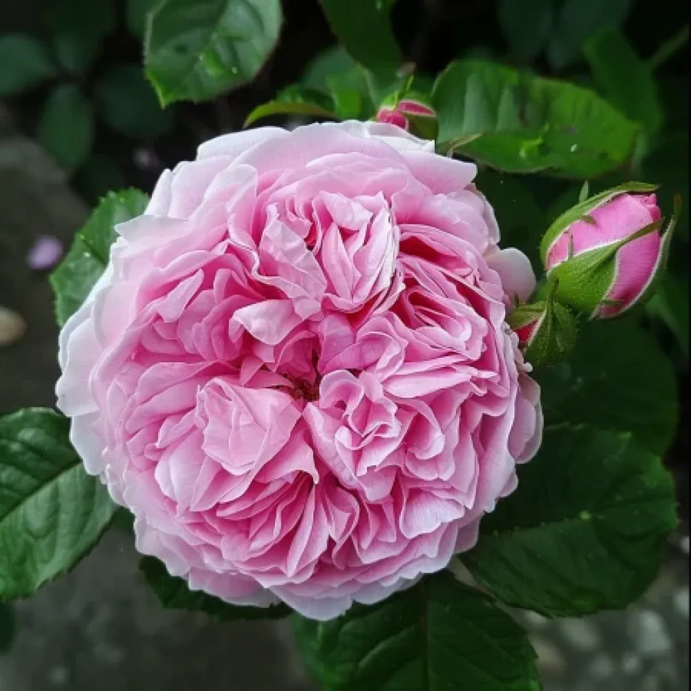 Ros 'Hidden Grace' – barrotad