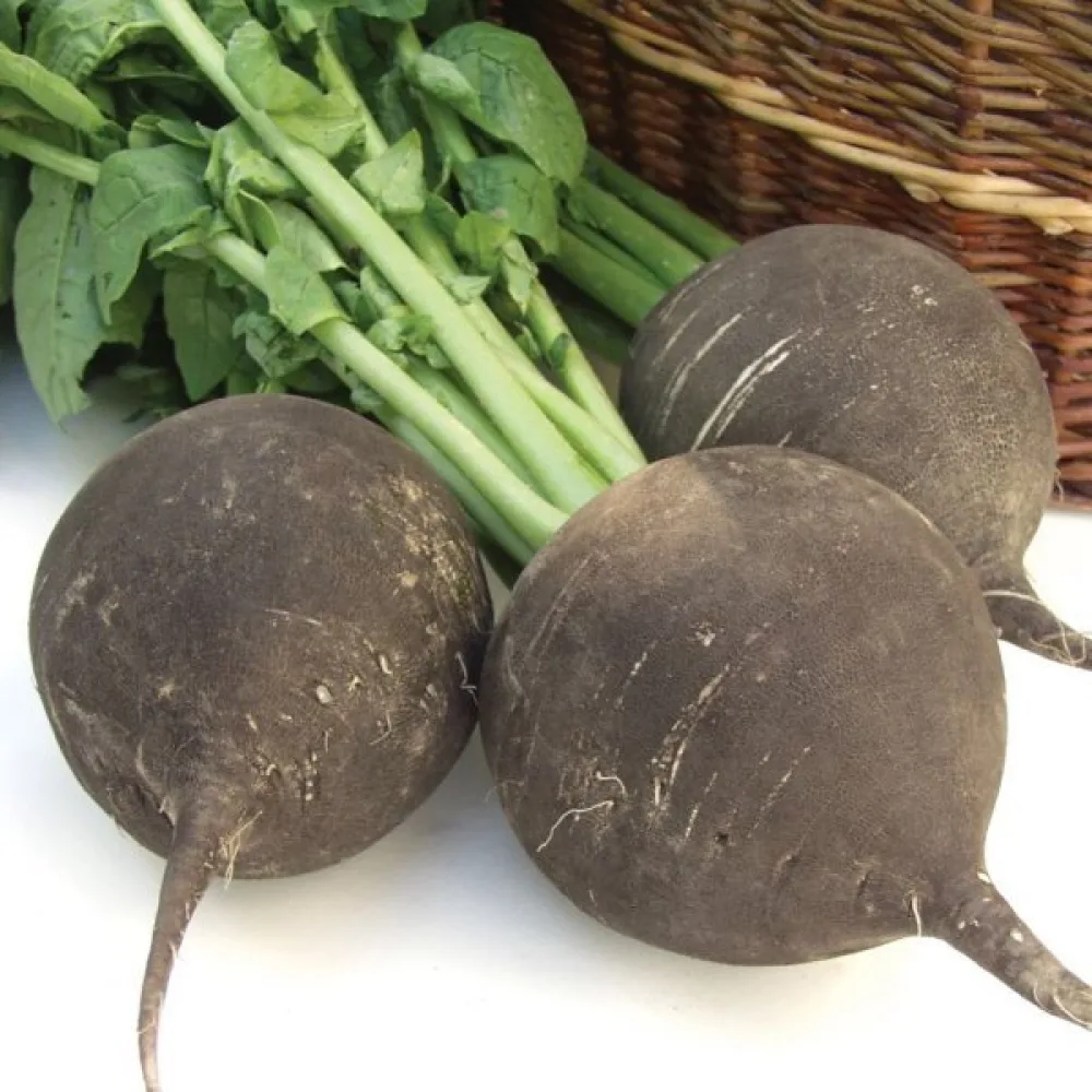 Vinterrättika 'Runder Schwarzer'