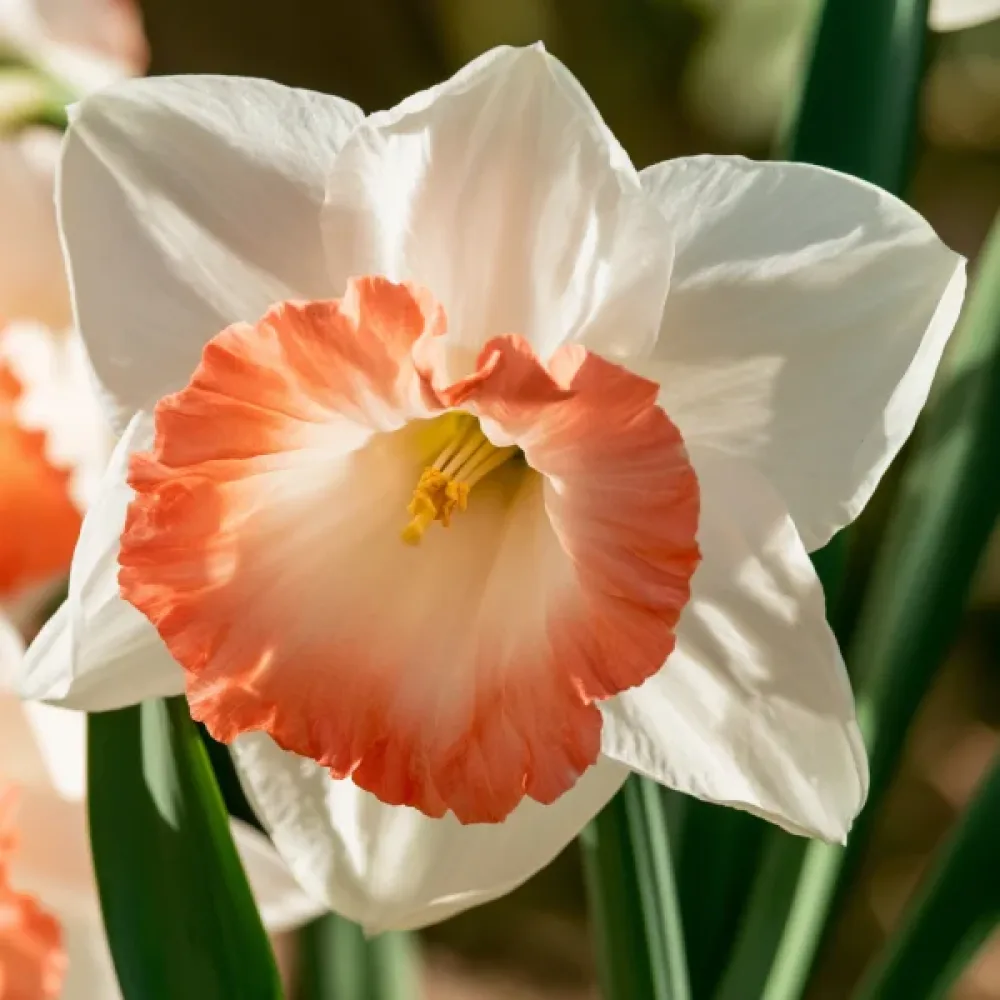 Narciss 'Pink Charm'