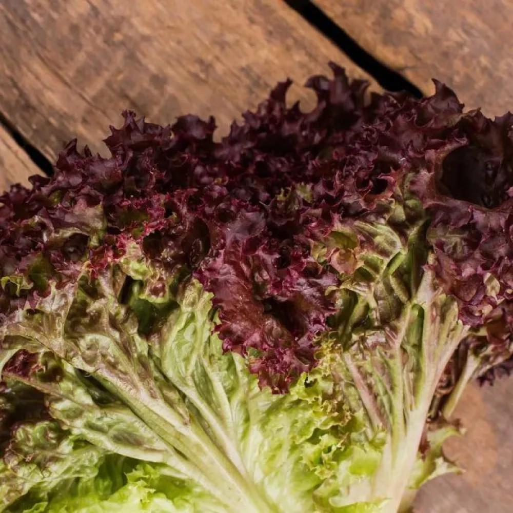 Sallad 'Lollo Rossa'