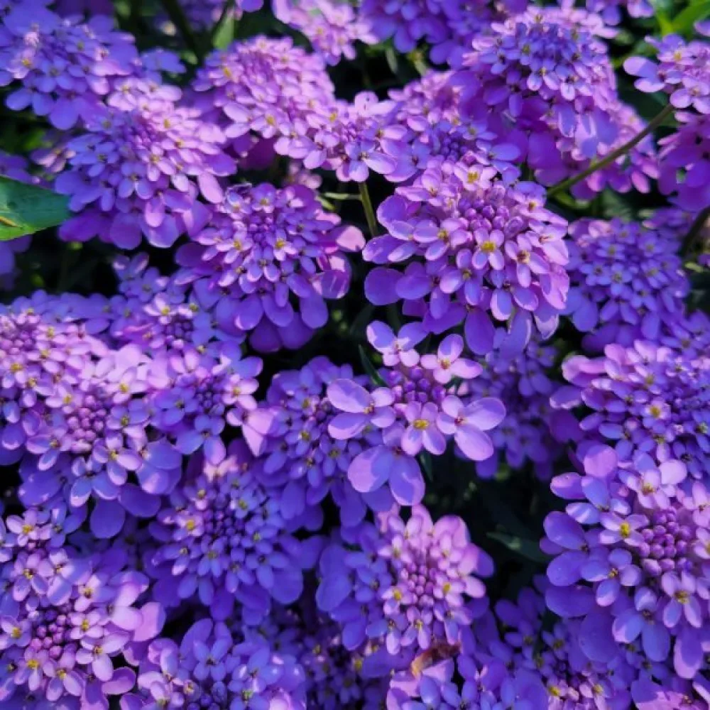 Iberis 'Cardinal' – violett