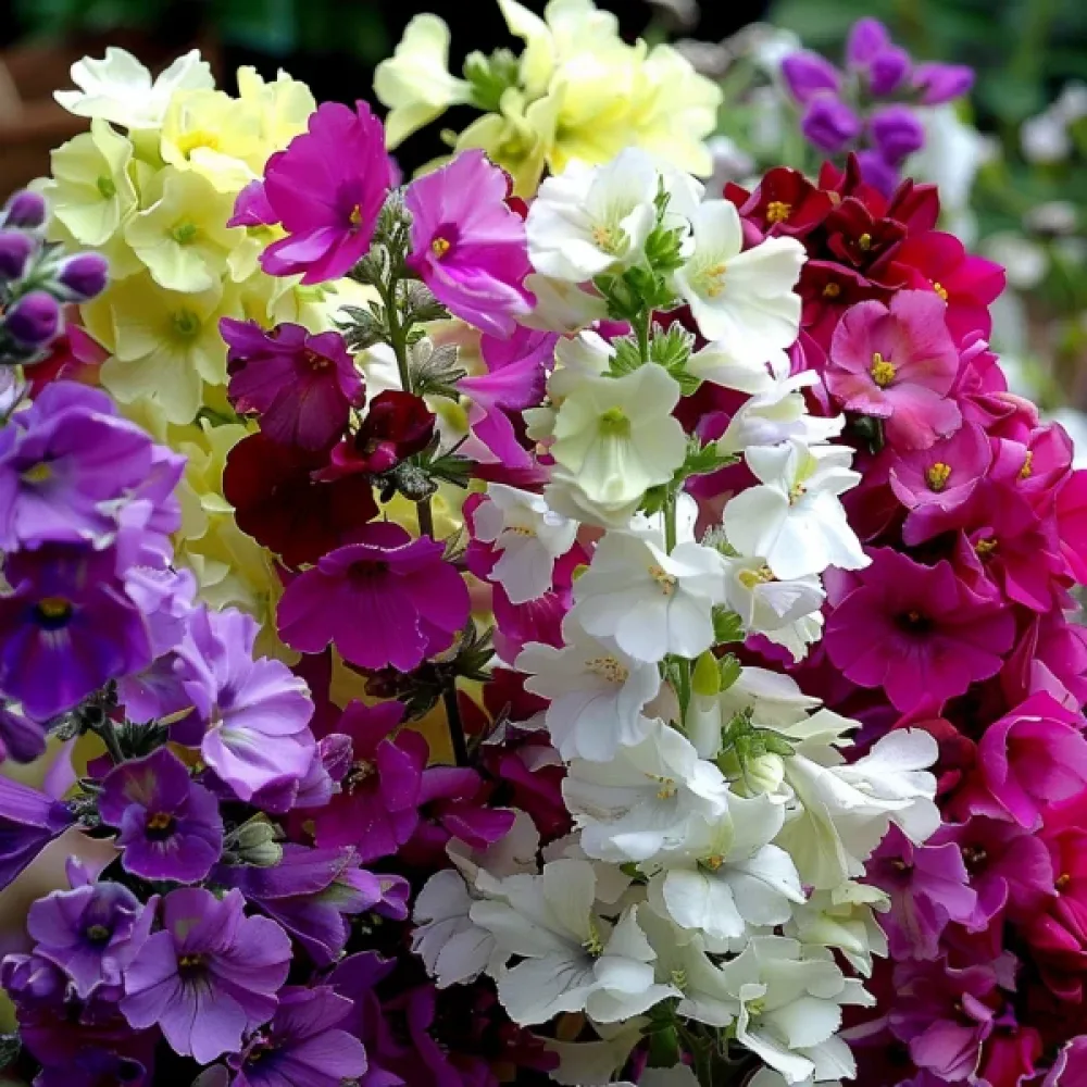 Lövkoja 'Beauty of Nice', mix
