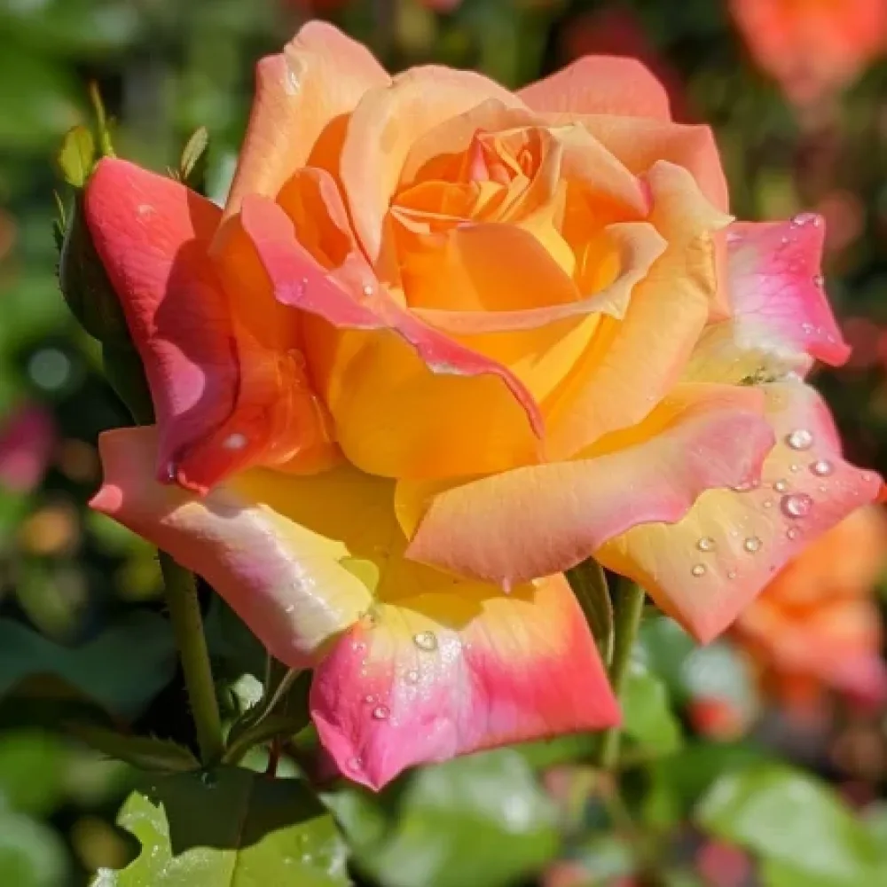 Ros 'Emerald Thrive' – barrotad