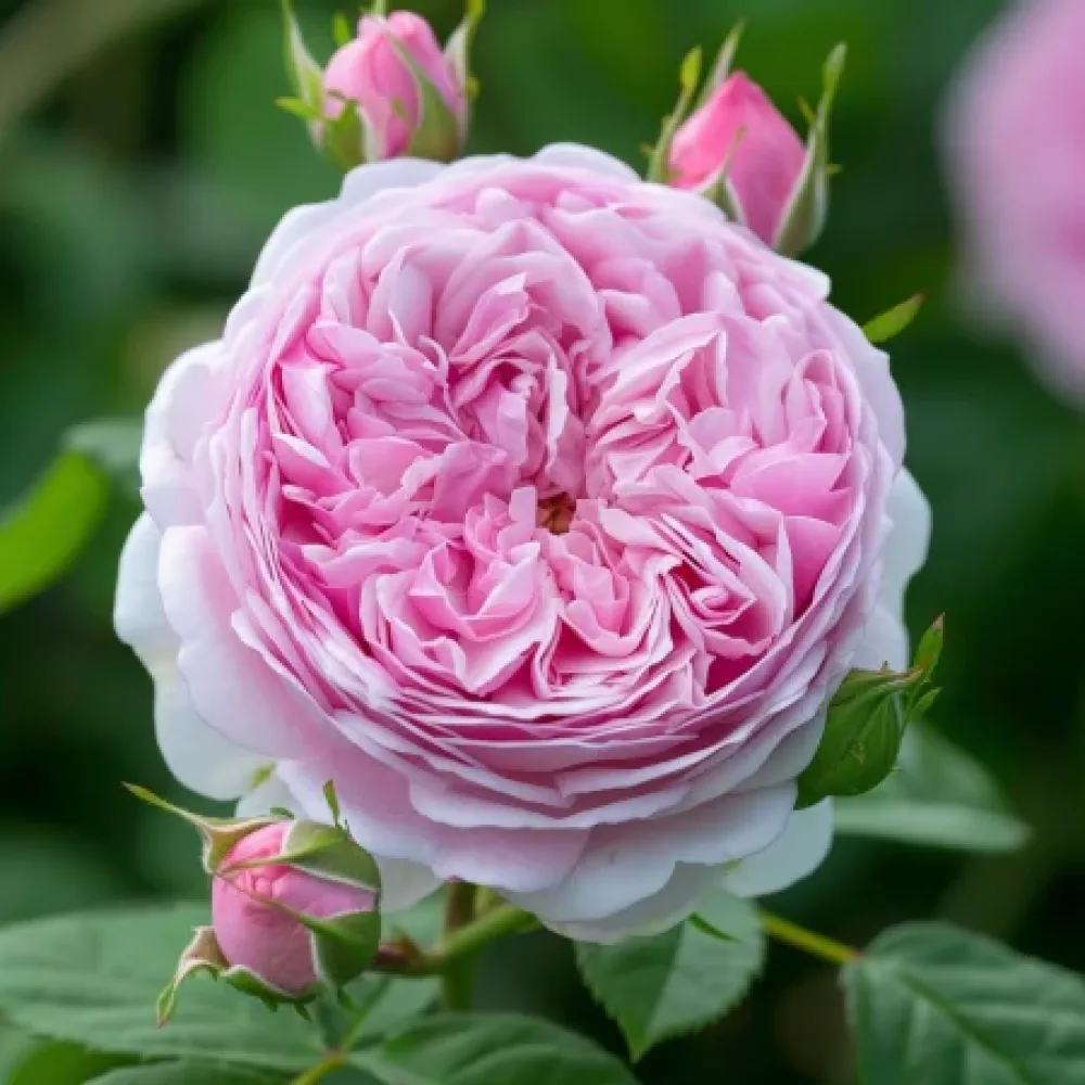Ros 'Royal Essence'