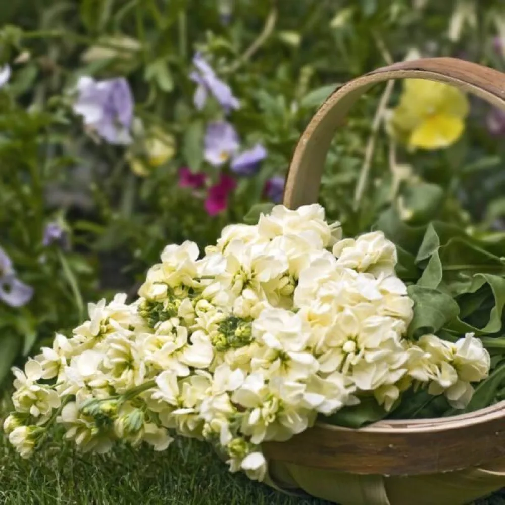 Lövkoja Matthiola incana, gul