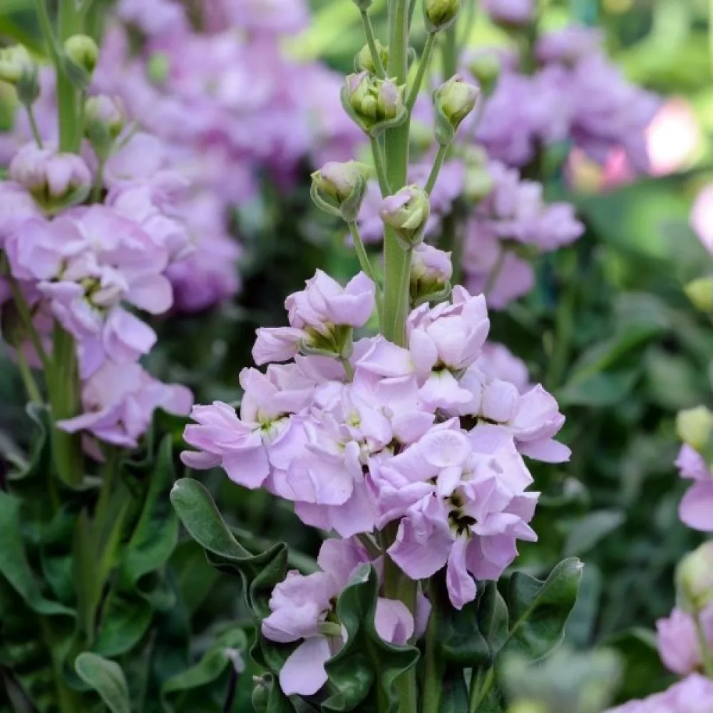 Lövkoja Matthiola incana, violett