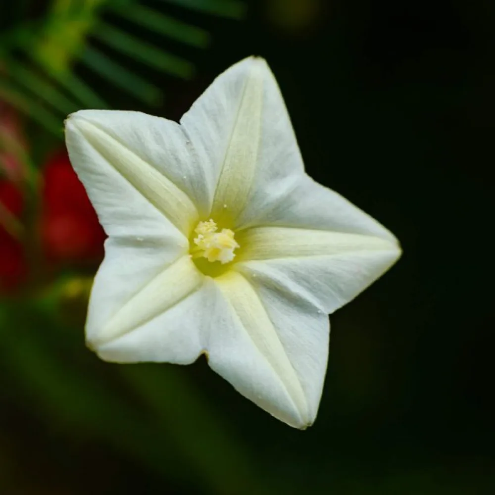 Cypressvinda Ipomoea pennata – vit
