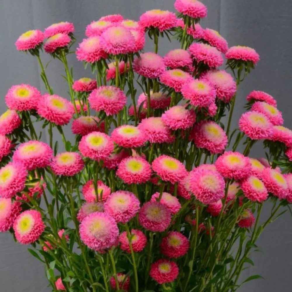 Sommaraster 'Bolero' – rosenröd