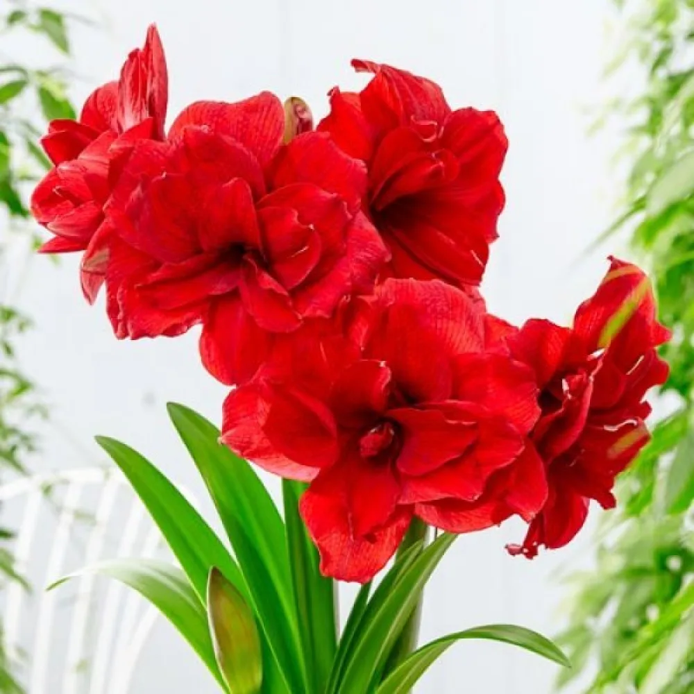 Amaryllis 'Amarantia'