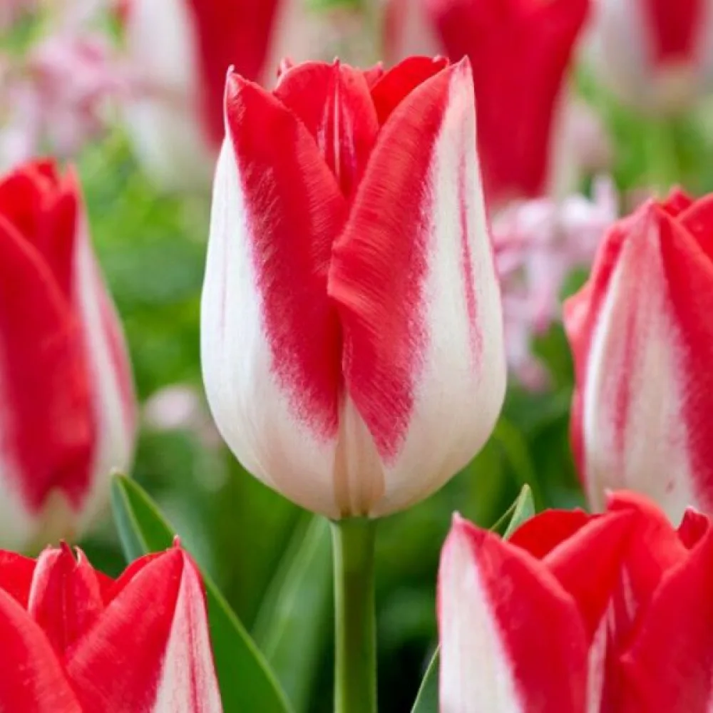 Tulpan 'Kissable'