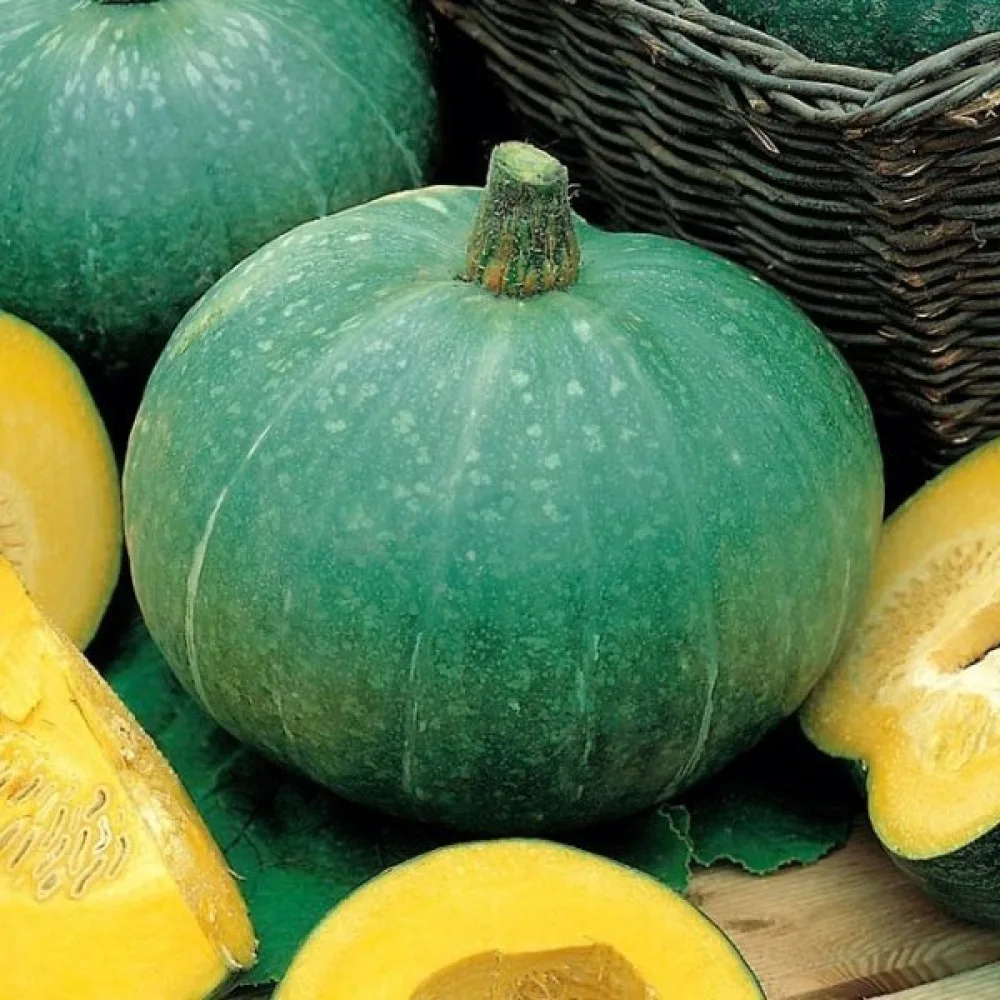 Pumpa 'Ambar'