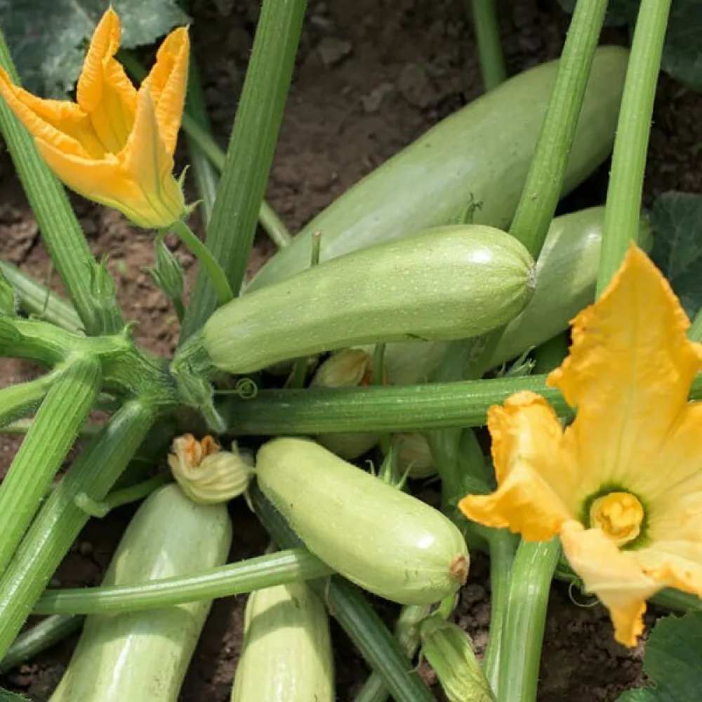 Zucchini 'Lungo Bianco di Sicilia'