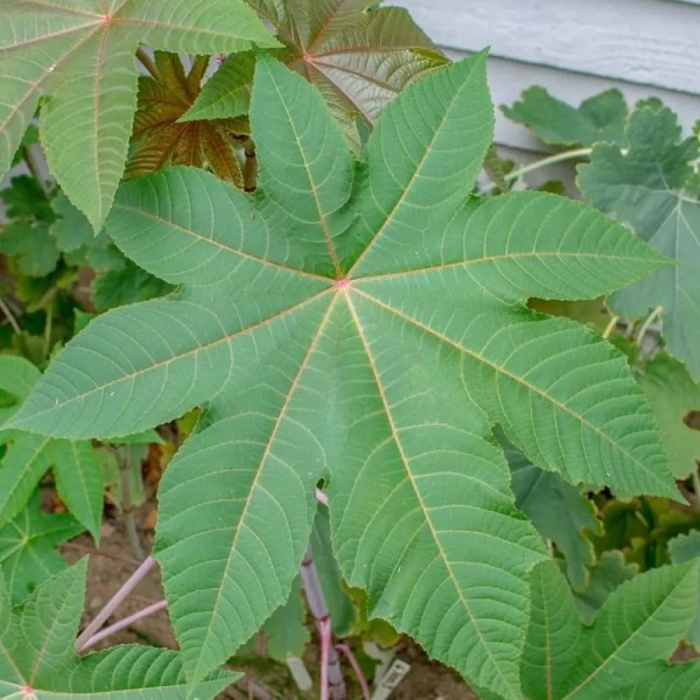 Ricin 'Zanzibariensis'