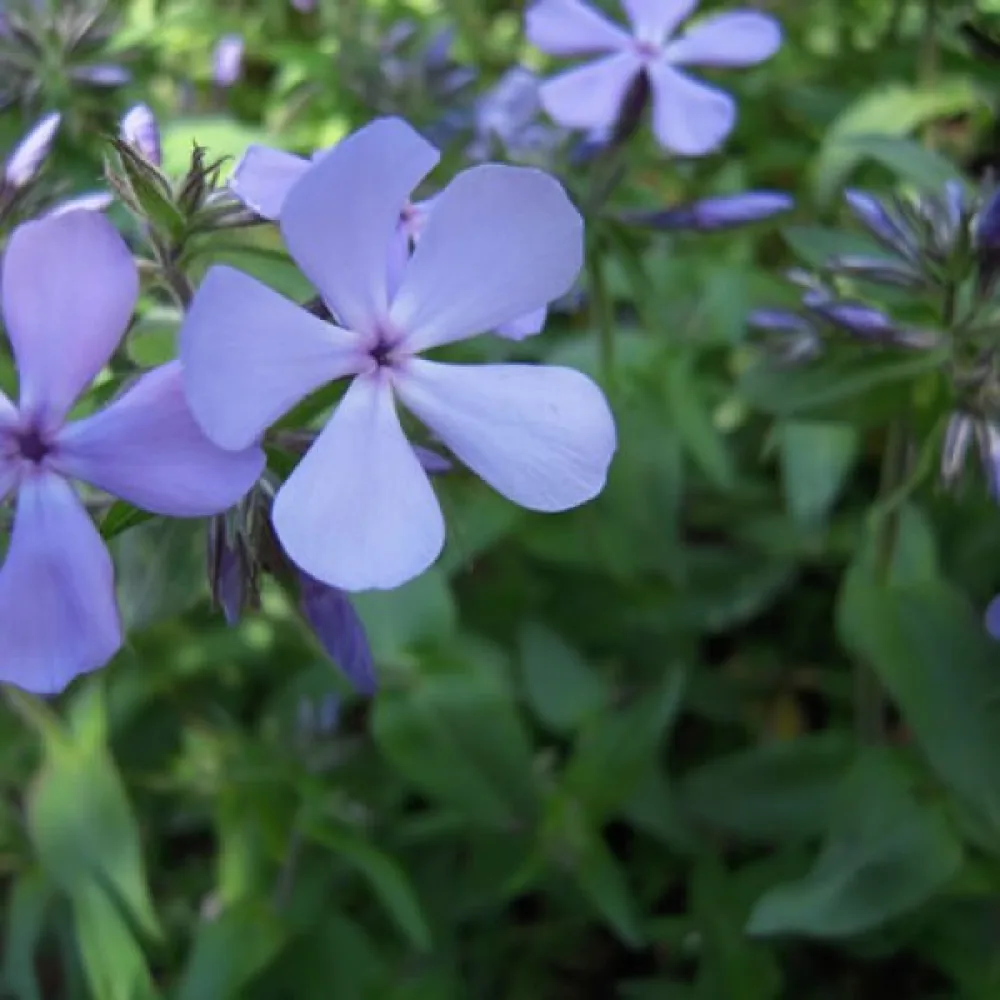 Sommarflox 'Beauty Blue'