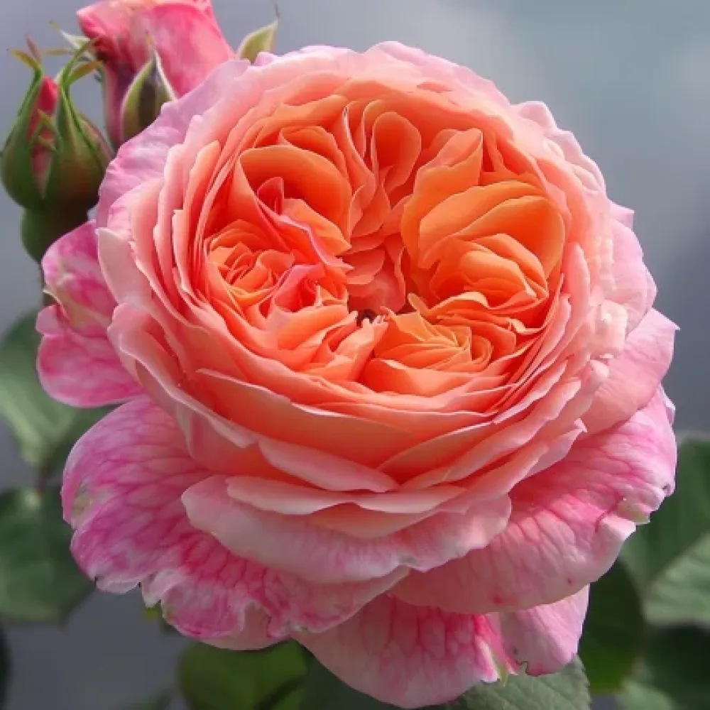Ros 'Pearl Rose'