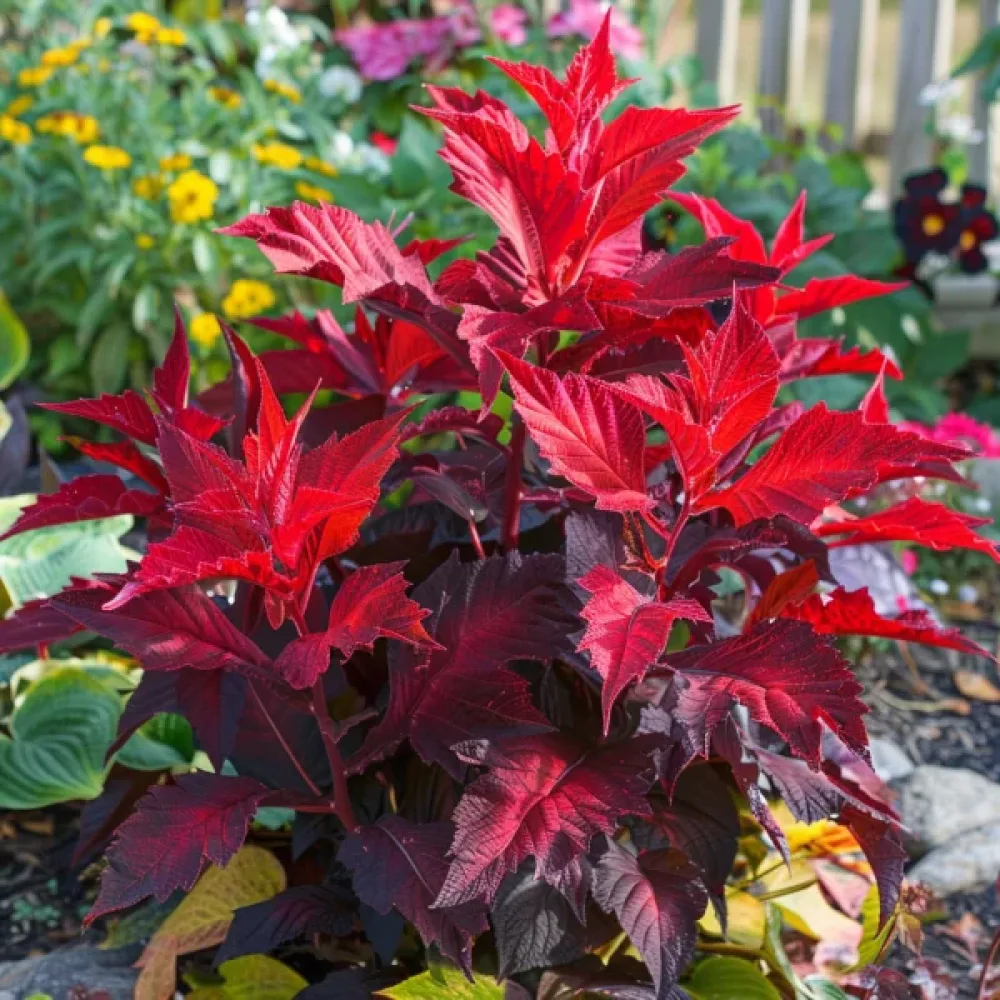 Amarant 'Molten Fire'