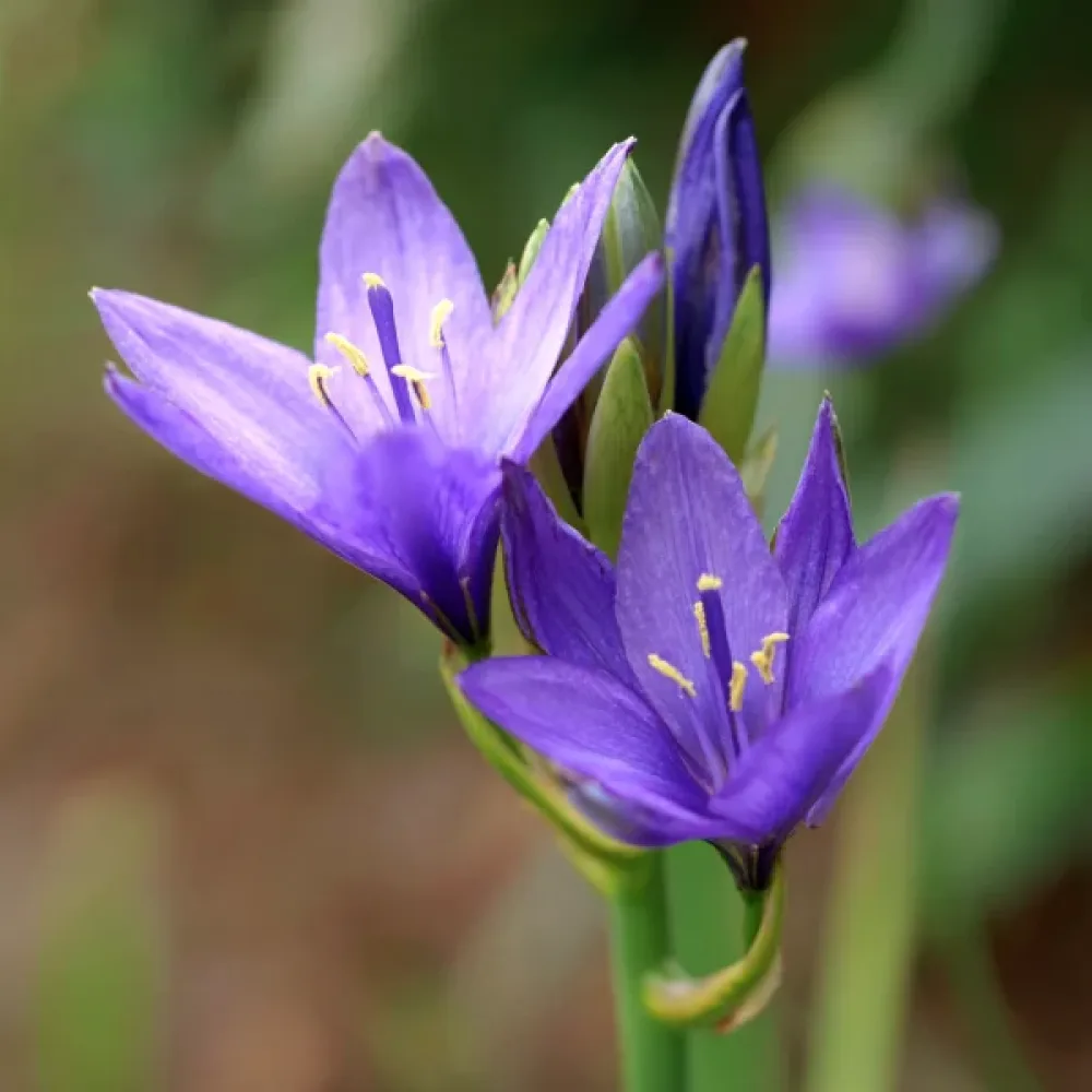Ixiolirion tataricum 'Pallasii'
