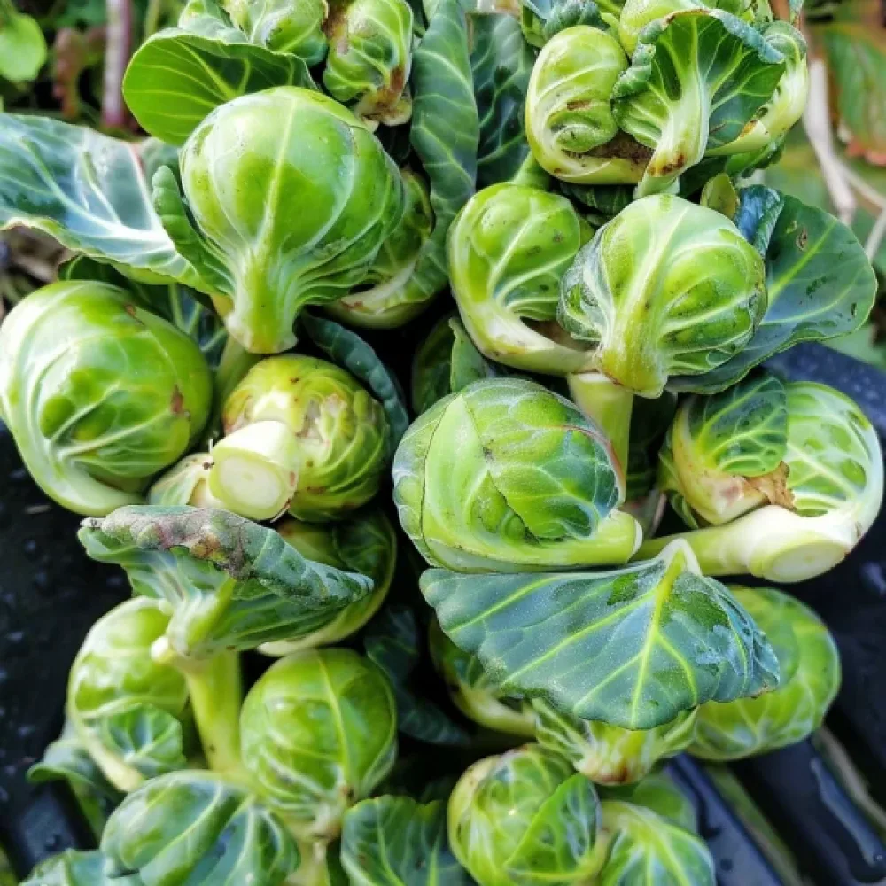 Brysselkål 'Sanda'