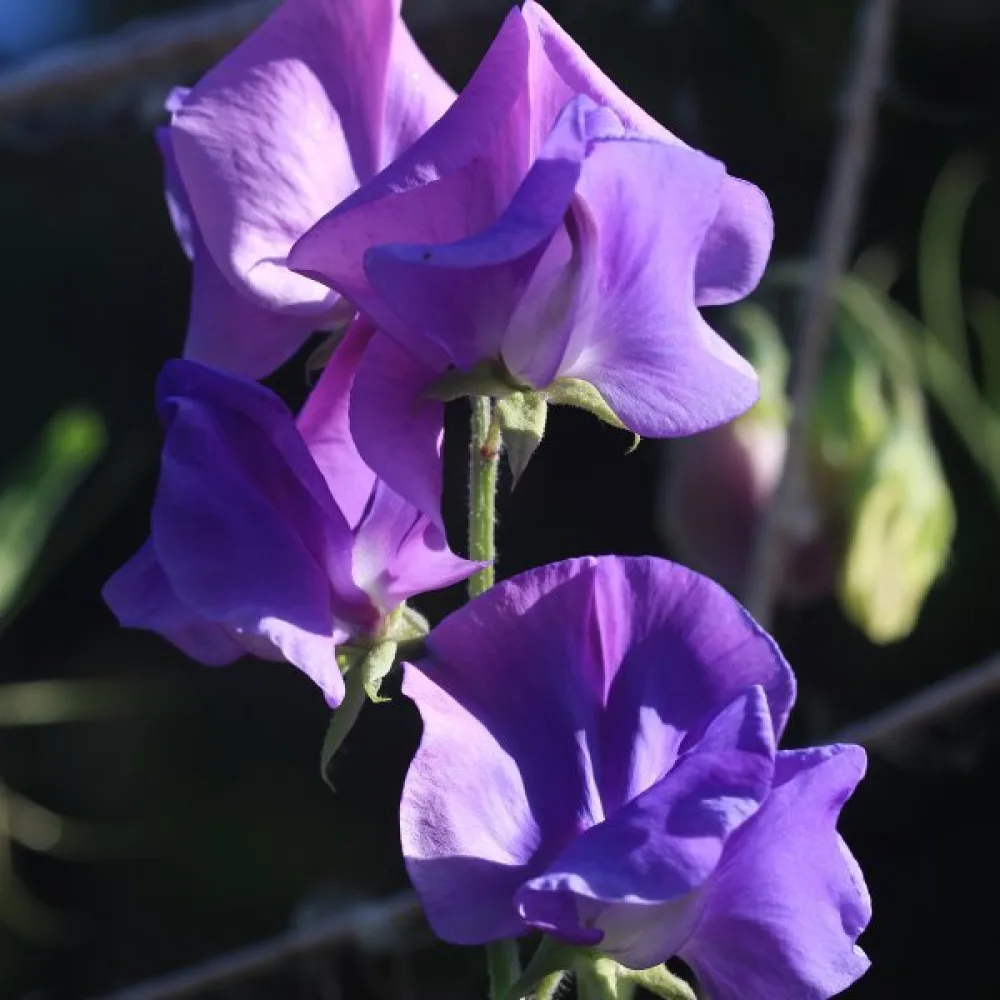 Luktärt 'Spencer' – lavendel
