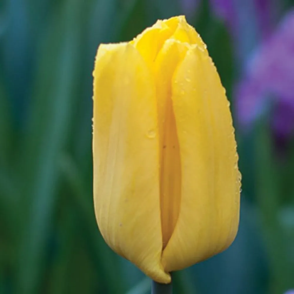 Tulpan 'Strong Gold'