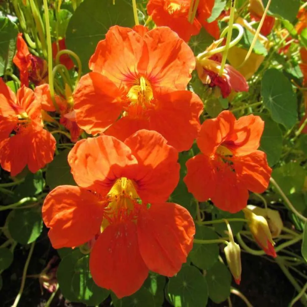 Krasse 'Orange Gleam'
