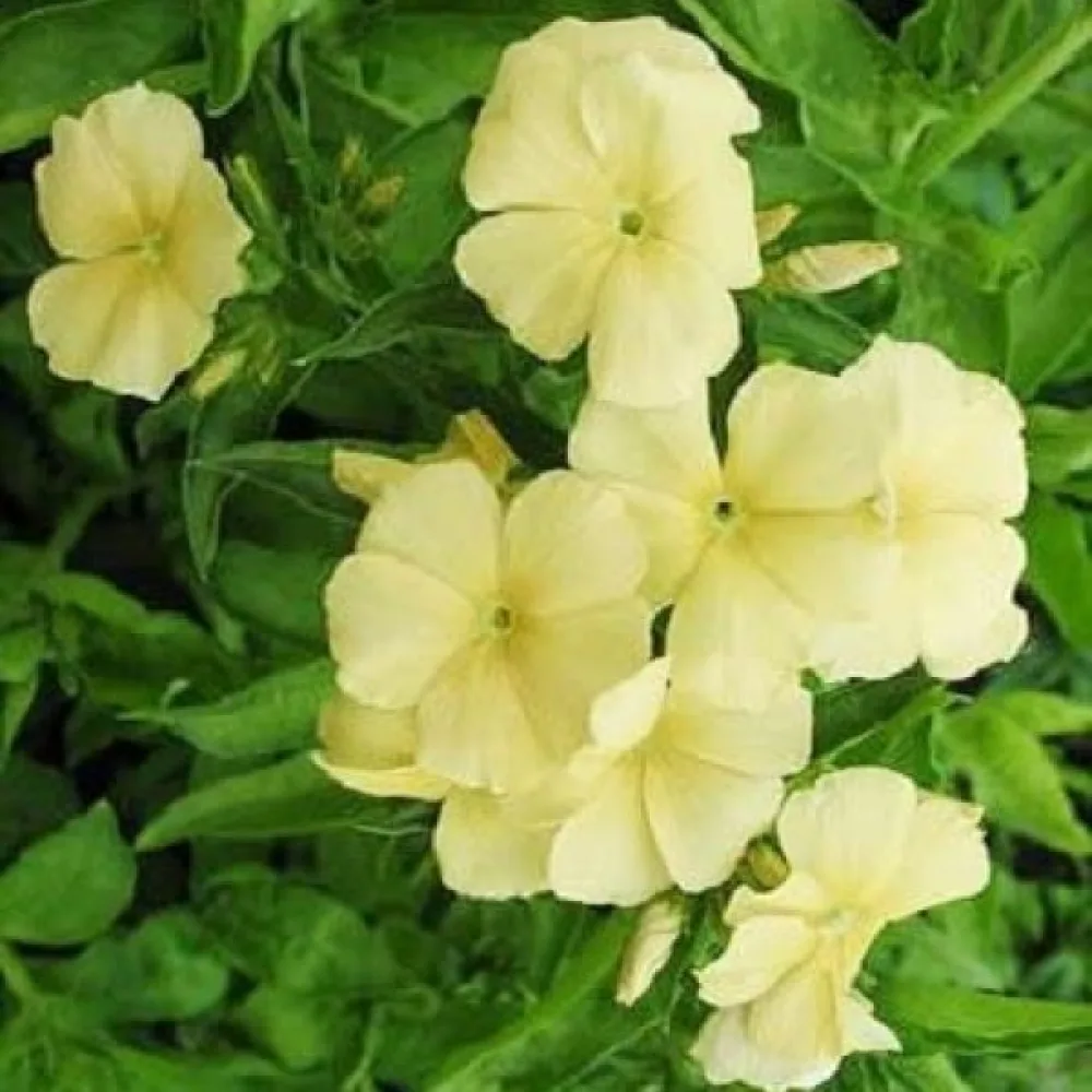 Sommarflox 'Beauty Yellow'