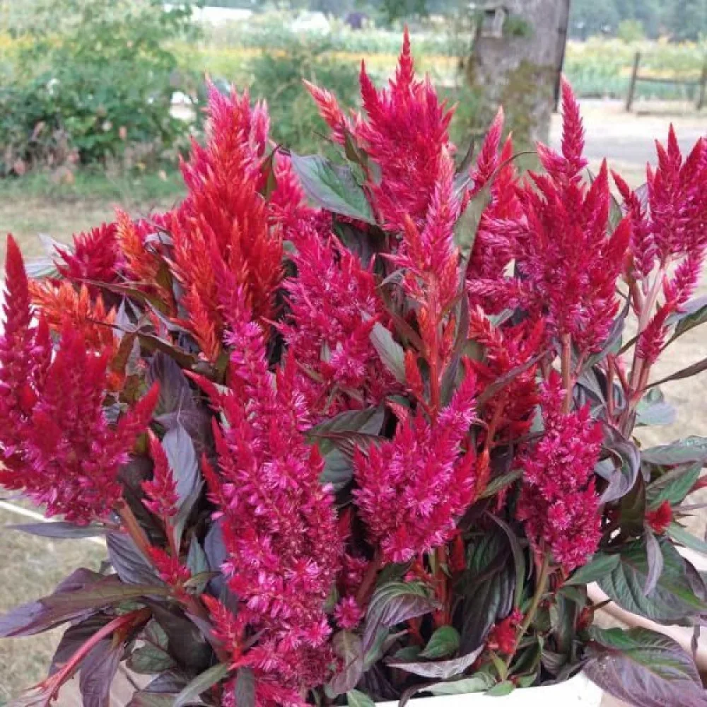Plymcelosia 'Forest Fire', röd med mörkgröna blad