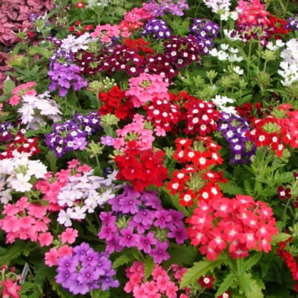 Verbena 'Mammoth' (blandning)