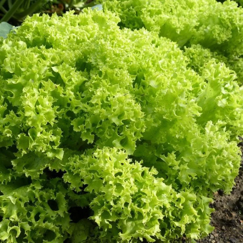 Sallad 'Lollo Bionda'