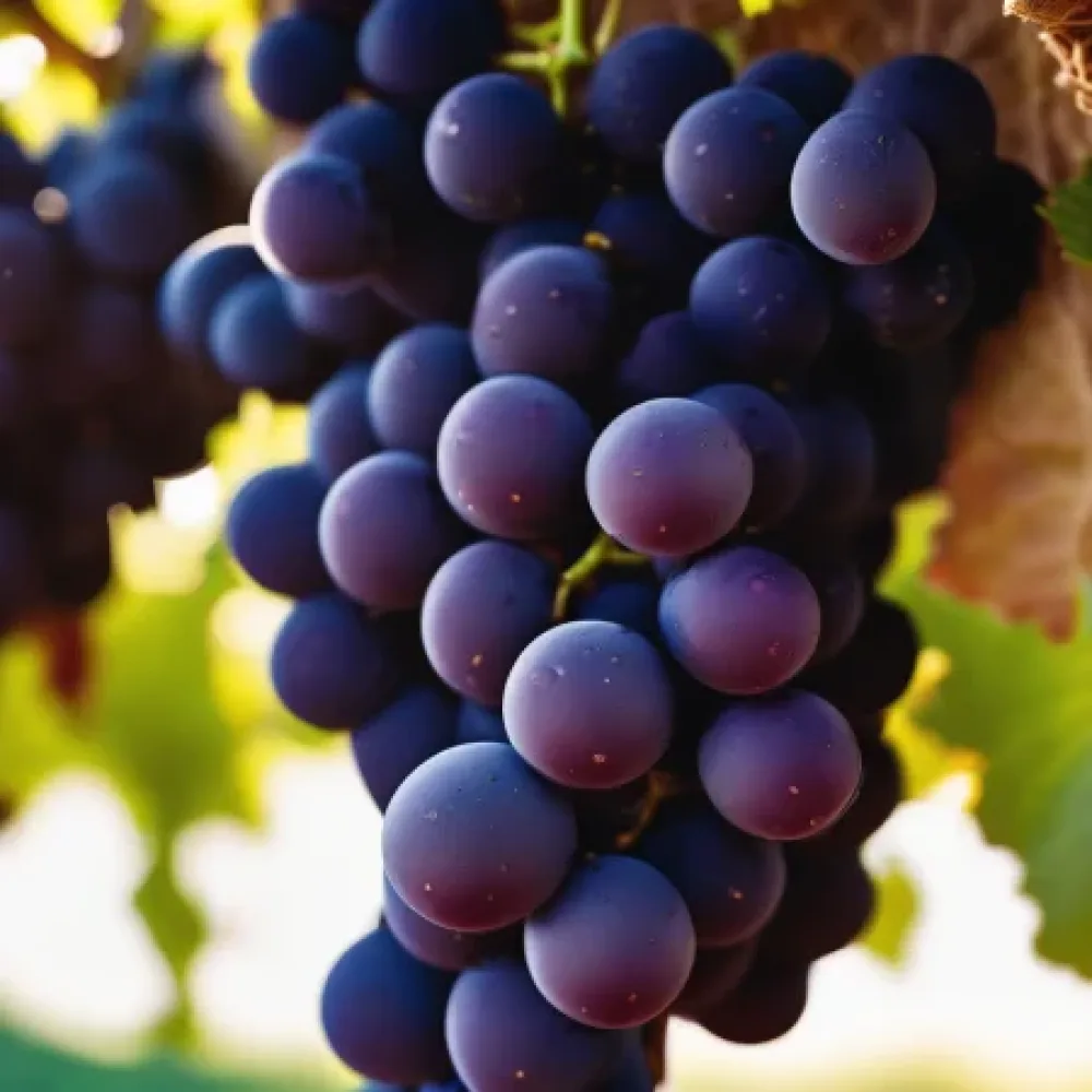 Vinranka 'Pinot Noir' – röd vindruva, tidig