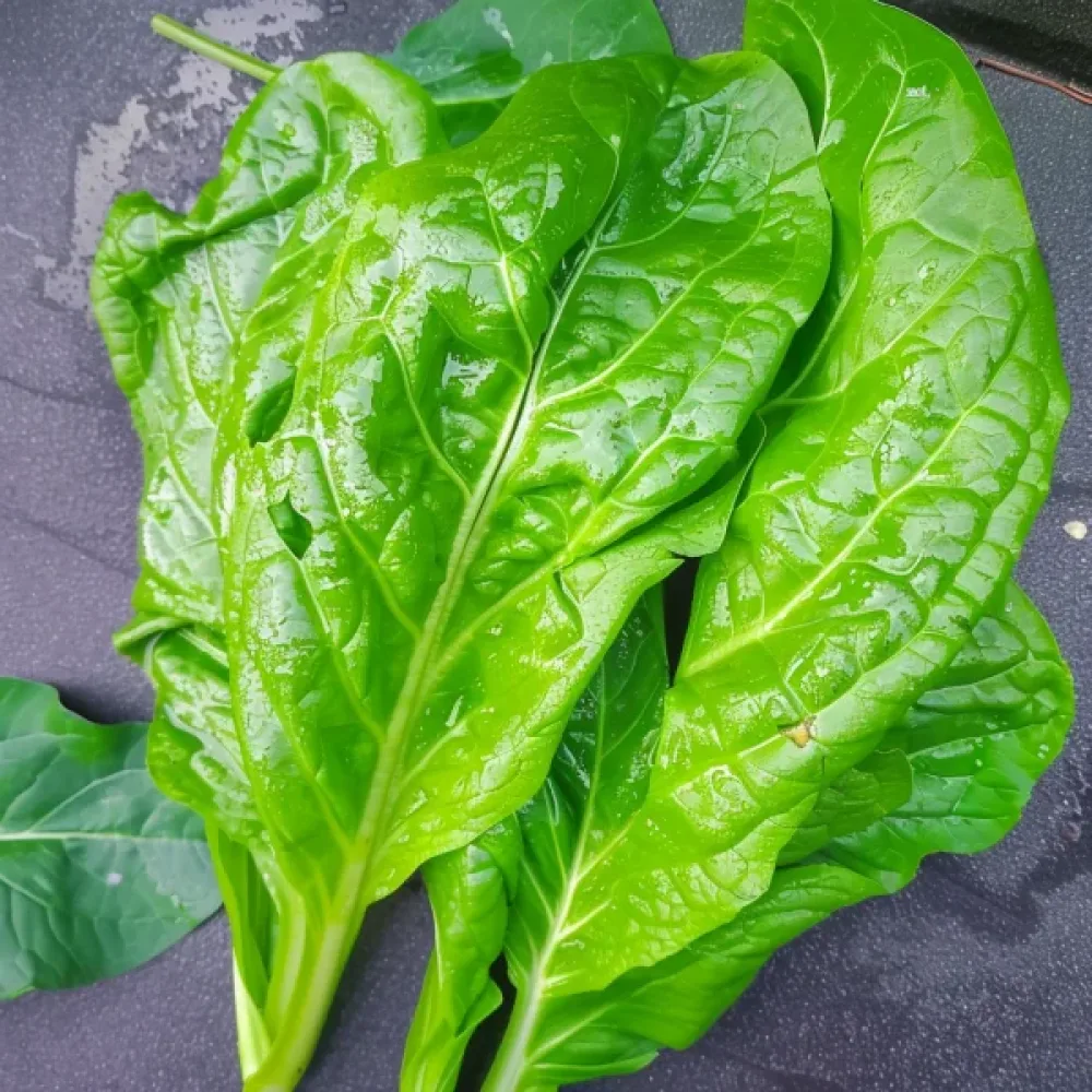 Cikoria 'Spadona' för mikrogrönt