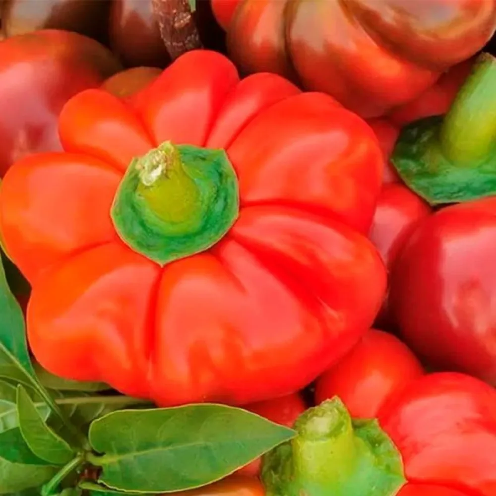 Tomatpaprika 'Oleńka'
