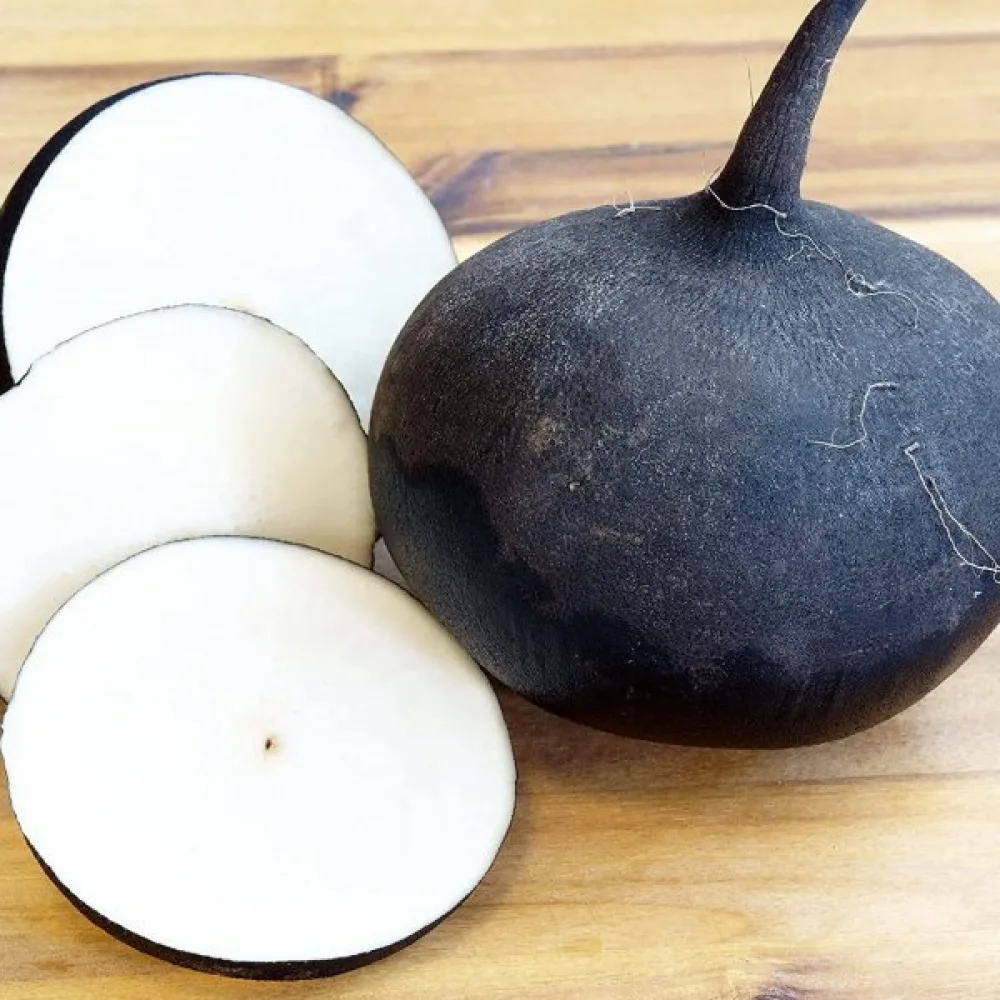 Vinterrättika 'Runder Schwarzer'