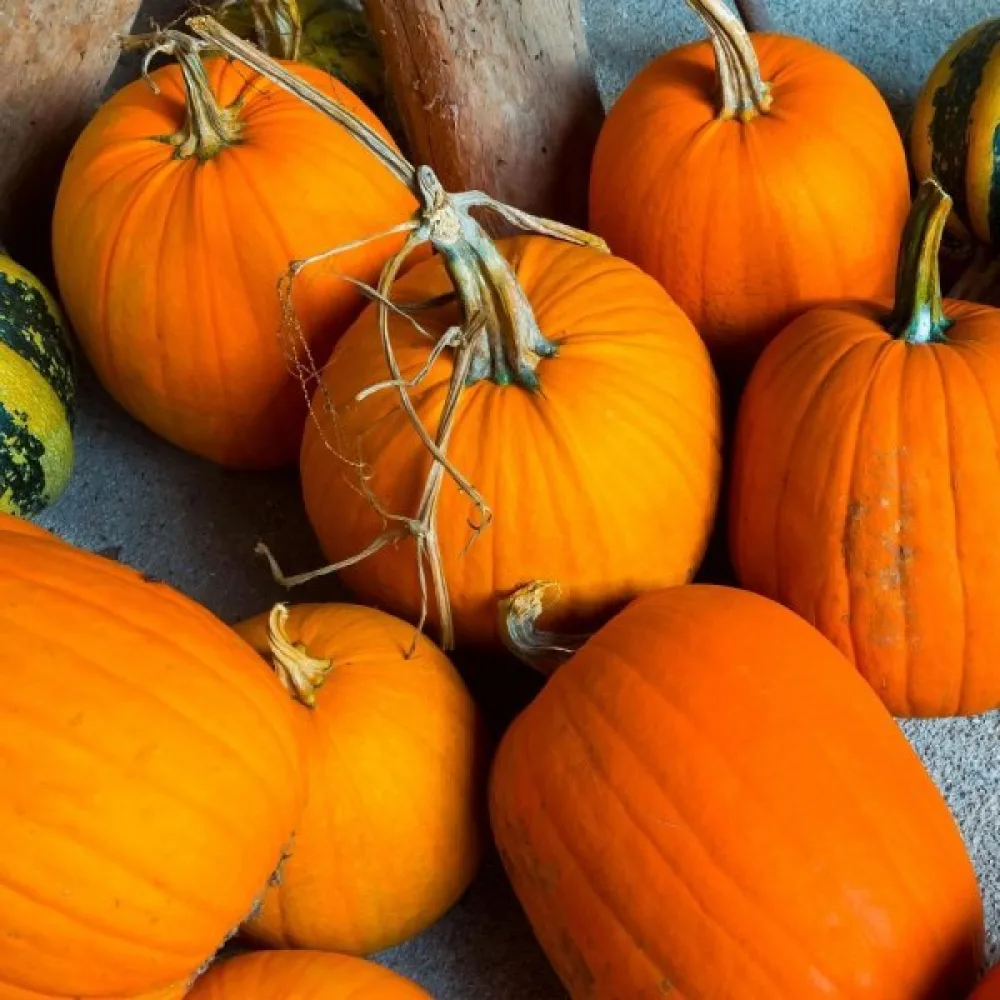Pumpa 'Jack Lantern'