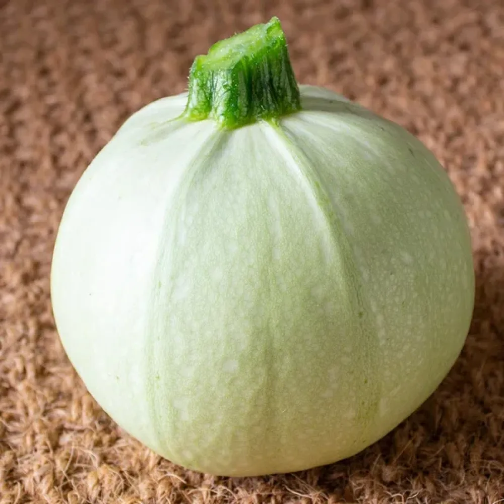 Minipumpa 'Ball White'