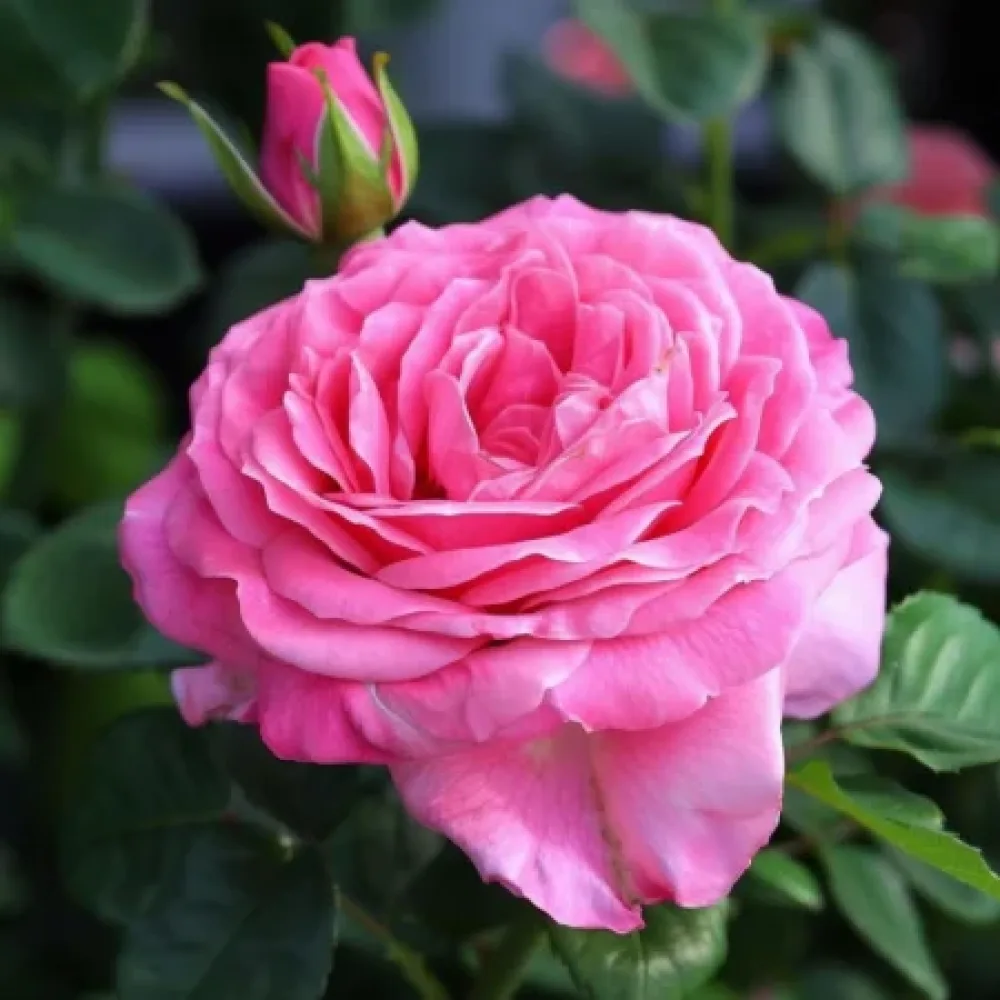 Ros 'Lumina' – barrotad