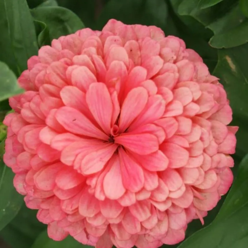 Zinnia 'Super Yoga Salmon'